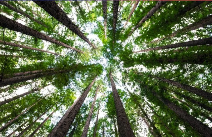 Tackling inequalities and carbon emissions with data science